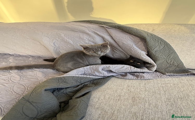 British Shorthair cats - Advert 7