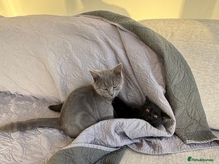 British Shorthair cats - Advert 23