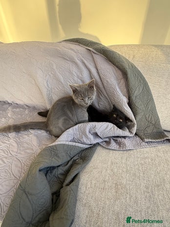 British Shorthair cats - Advert 7