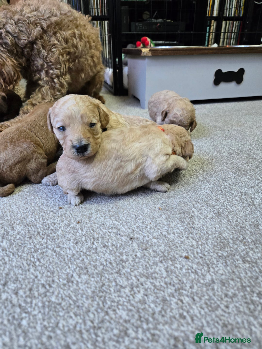 Cockapoo dogs for sale: 6 male Cockapoo puppies. Ready 13th Jan.  - Advert 15
