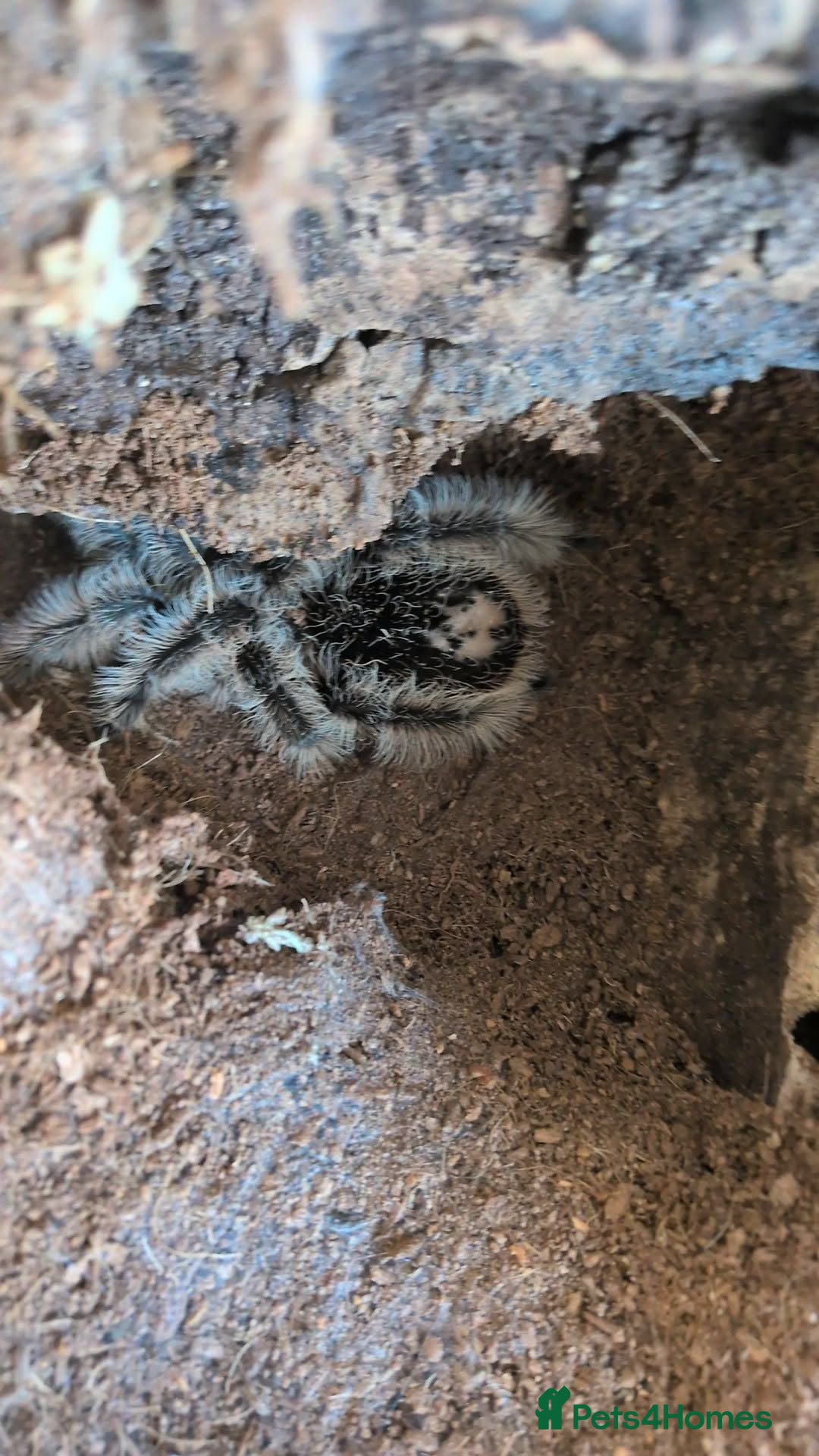 Tarantulas invertebrates Sub adult female curly hair  - Advert 10