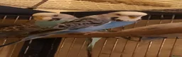 Budgerigars birds for sale: 2 pairs of adult budgies  - Advert 5