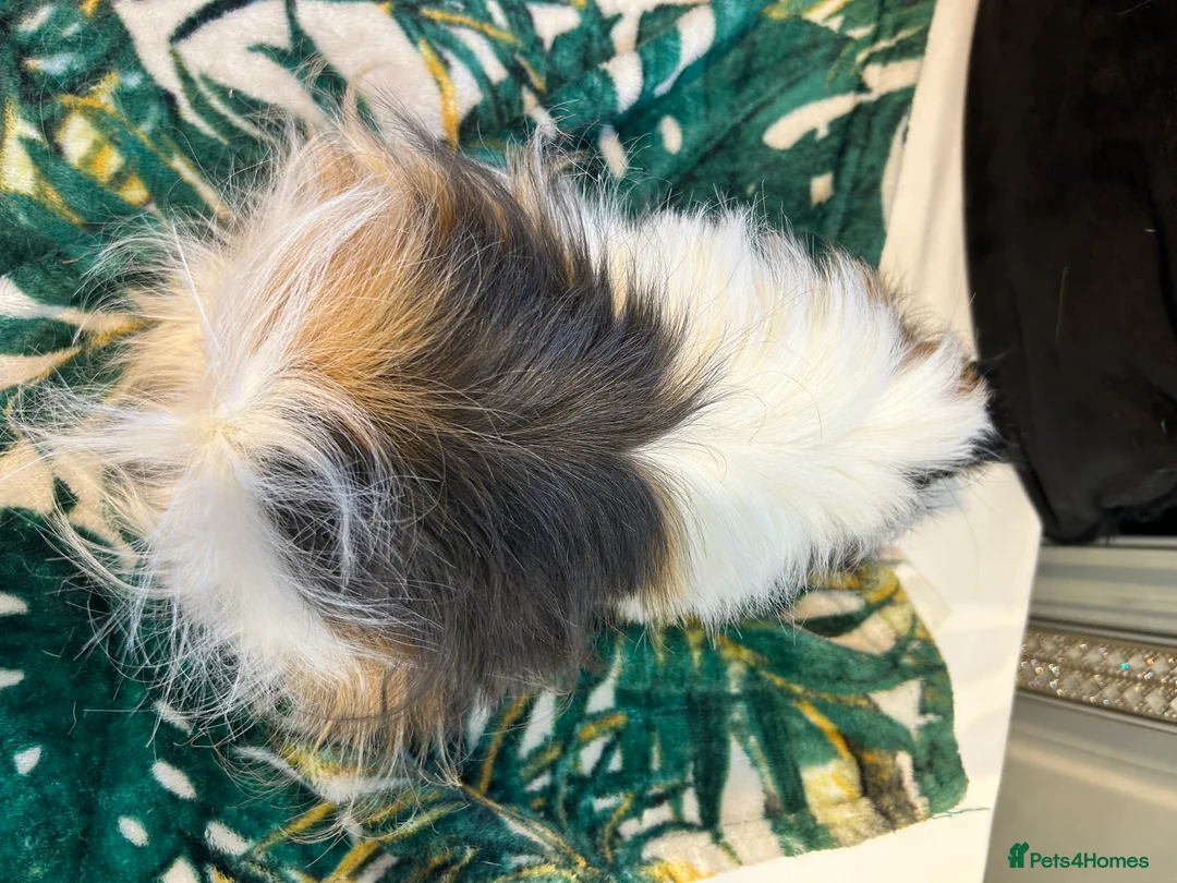 Guinea Pig rodents for sale: 3 peruvian retired sisters for loving forever home - Advert 4