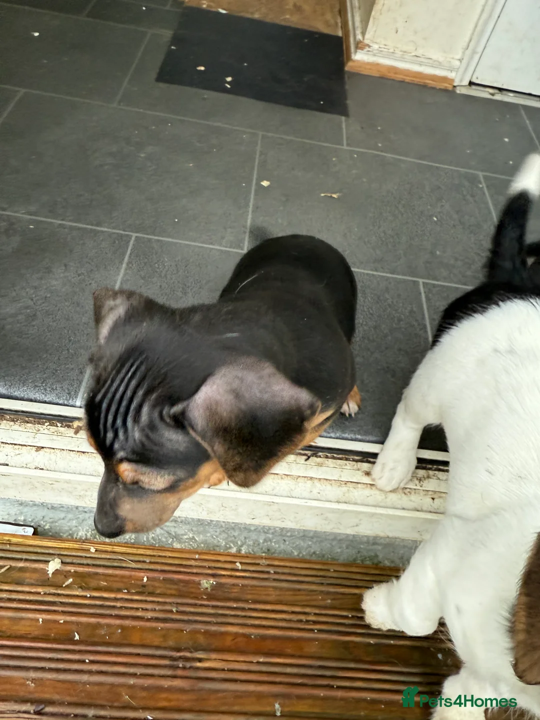 Mixed Breed dogs for sale: 5 beauties  - Advert 2