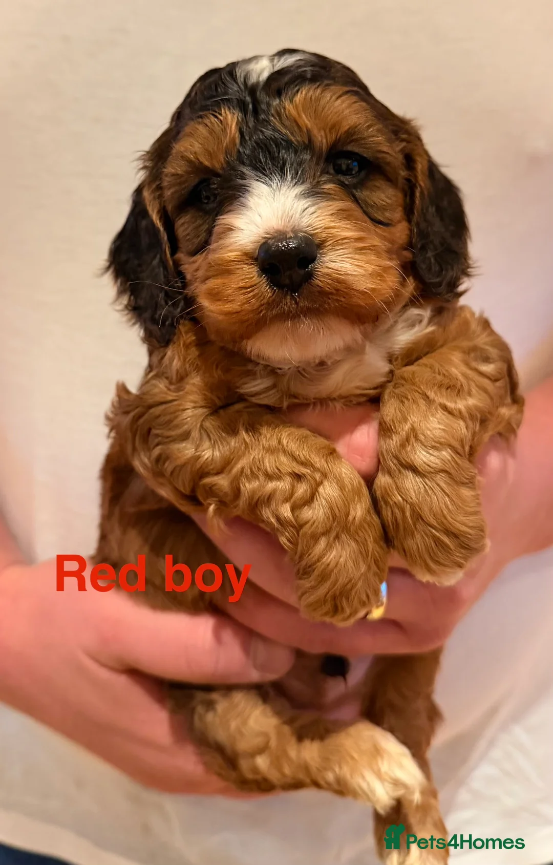 Cockapoo dogs for sale: 6 beautiful Cockerpoo  - Advert 6