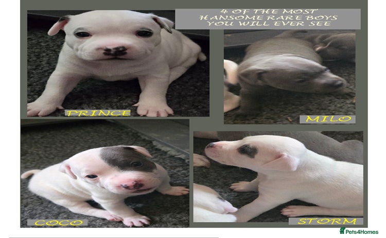 Staffordshire Bull Terrier dogs - Advert 1