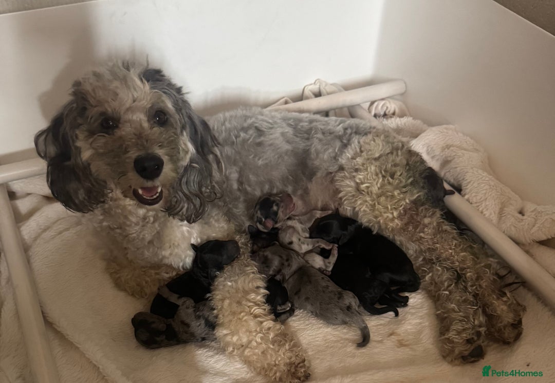 Cockapoo dogs for sale: Adorable Cockapoo puppies  - Image 10