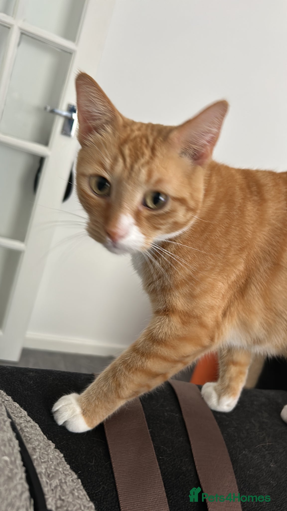 American Shorthair cats for sale: Tiggy in Salford - Advert 1