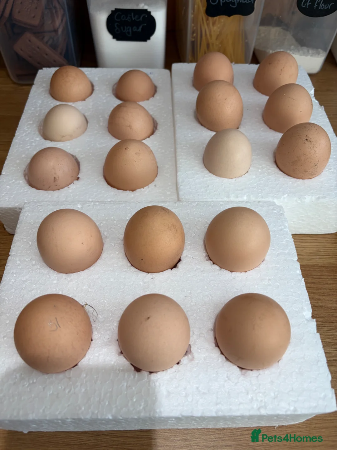 Chickens poultry for sale: Rare Breed LF Cochins. Chicks/hatching eggs  - Advert 2