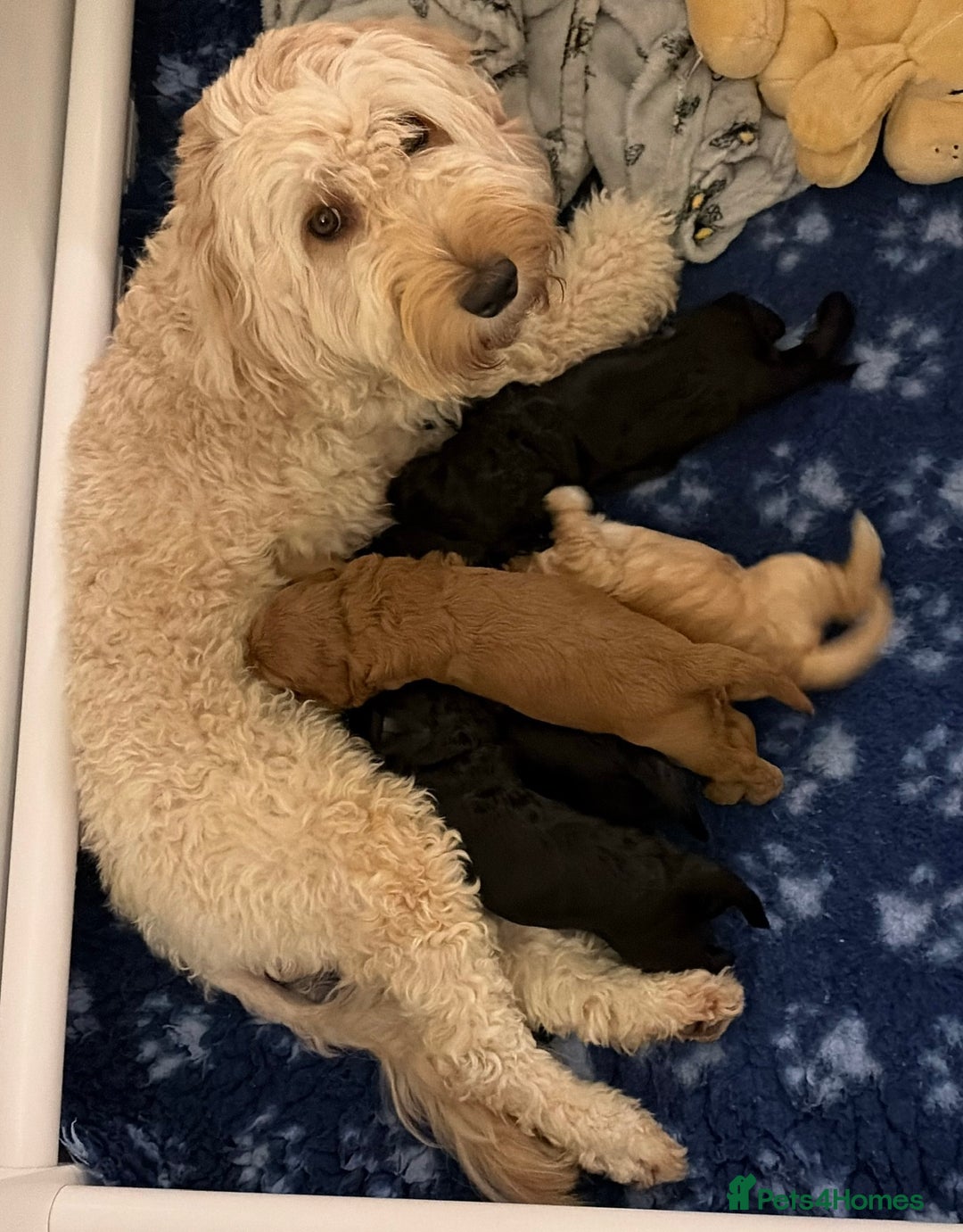 Australian Labradoodle dogs for sale: 5 Australian Labradoodle girls - Advert 21