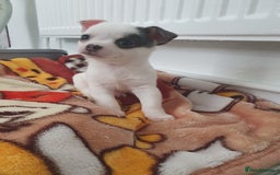 Chihuahua dogs for sale: chihuahua  - Image 1