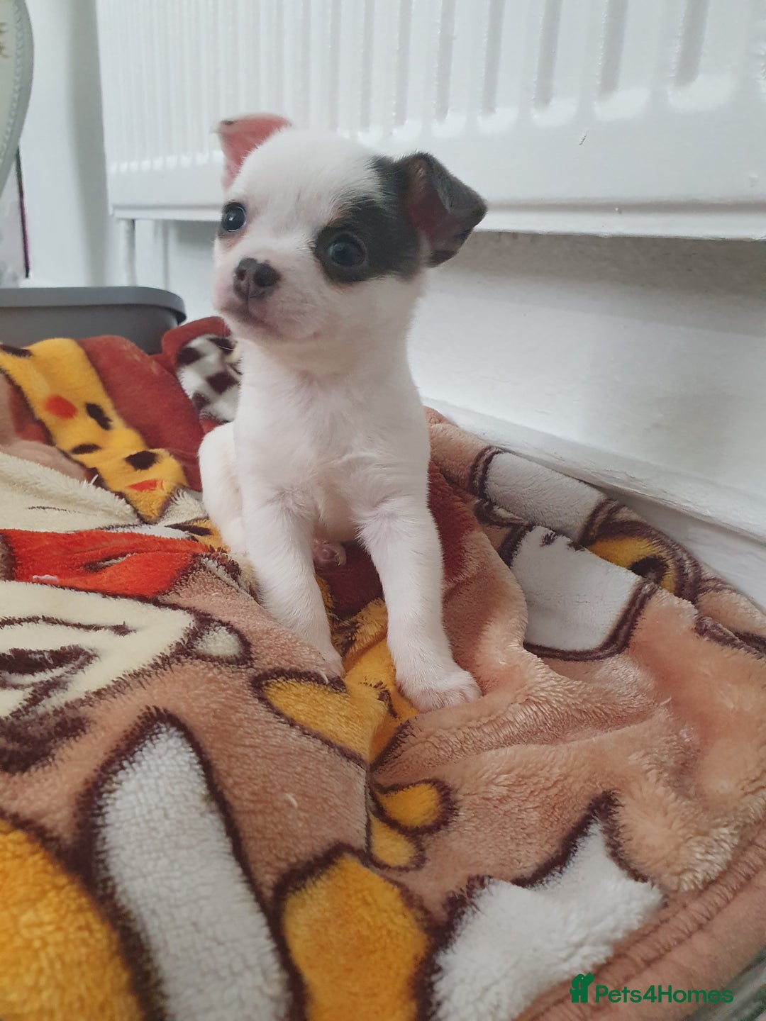 Chihuahua dogs for sale: chihuahua  - Image 1