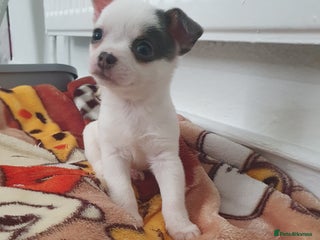 Chihuahua dogs - Advert 1