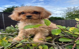Cavapoo dogs for sale: Beautiful f1 cavapoo pups - Image 2