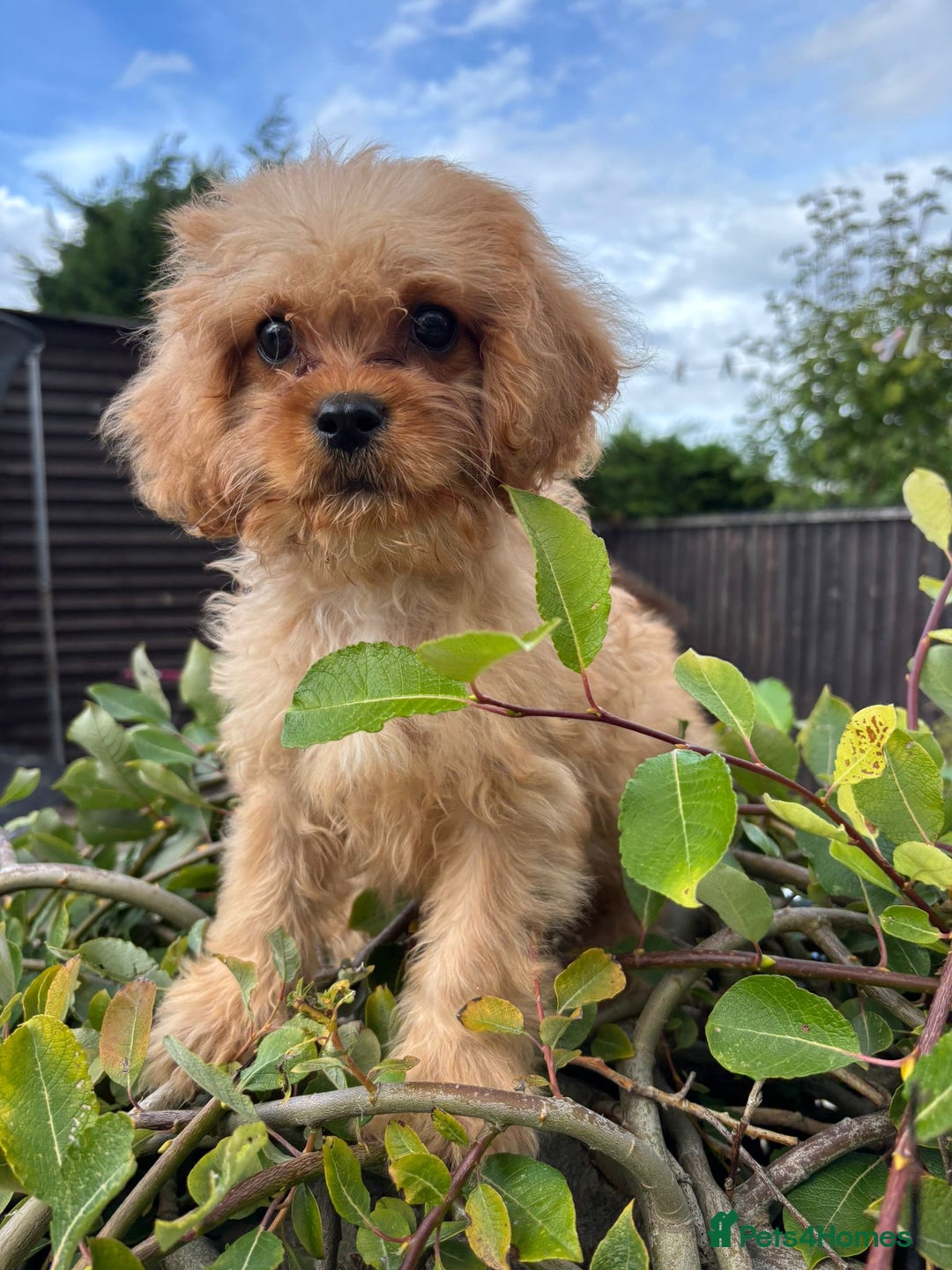 Cavapoo dogs for sale: Beautiful f1 cavapoo pups - Image 2