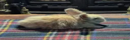 Angora rabbits for sale: Gorgeous Angora Rabbits, Pure Bred Full Faced. - Advert 6