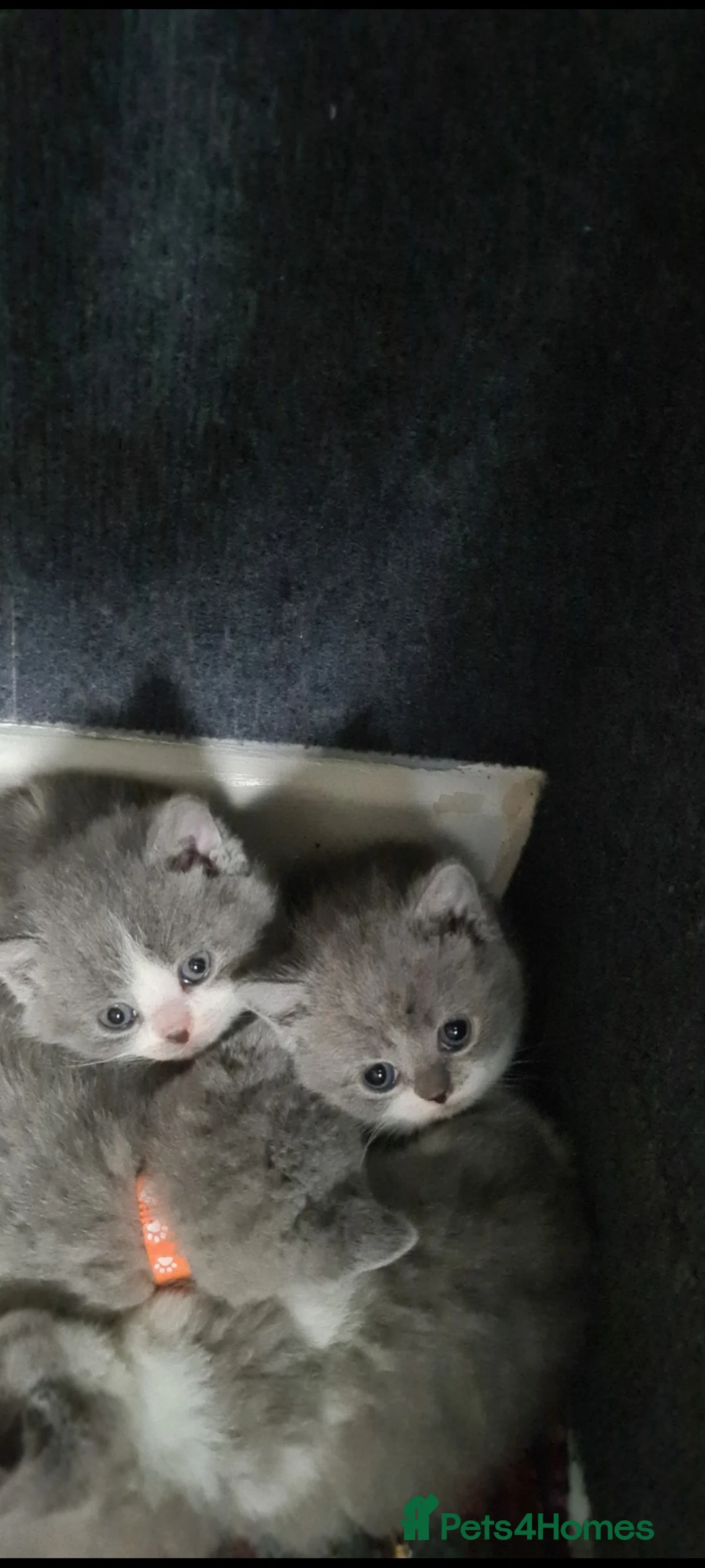 British Shorthair cats for sale: British Shorthair kittens  - Advert 2