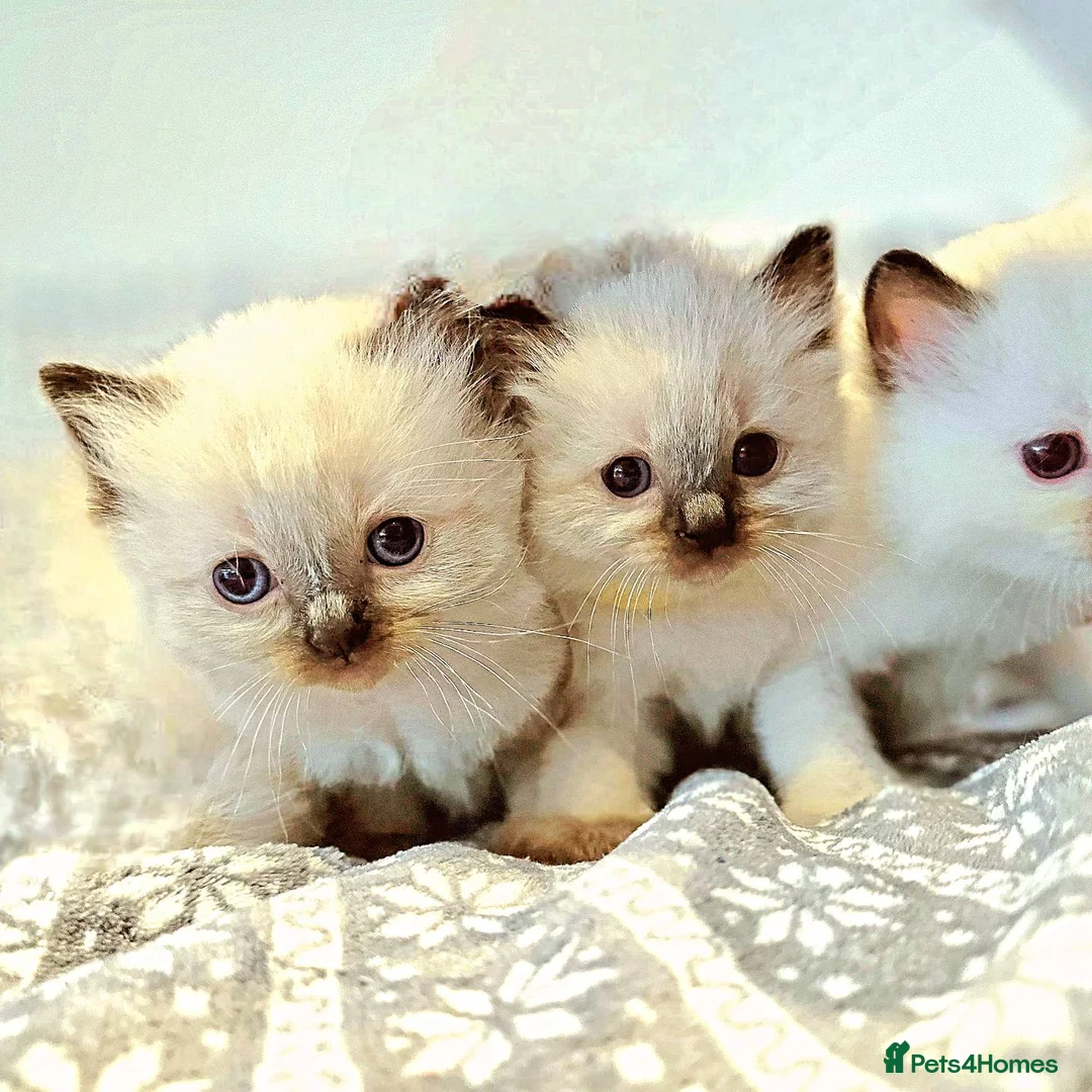 Ragdoll cats for stud: Blue Point Champion Line GCCF Registered Stud in Maidstone - Advert 16