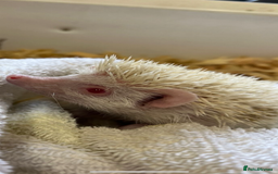 Pygmy Hedgehog rodents for sale: Albino African Pygmy hedgehogs  - Image 3