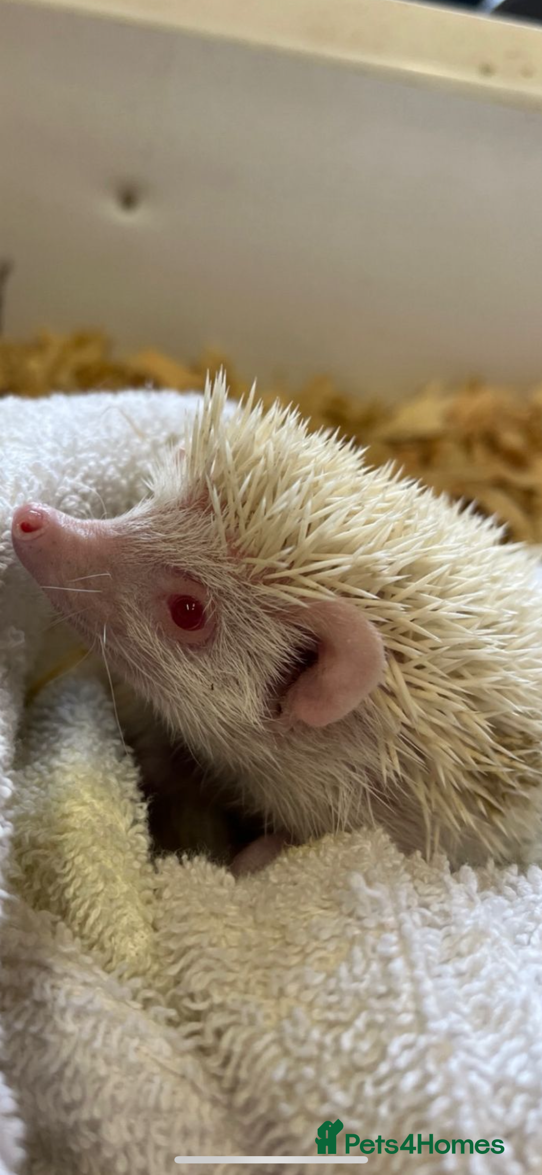 Pygmy Hedgehog rodents for sale: Albino African Pygmy hedgehogs  - Image 3