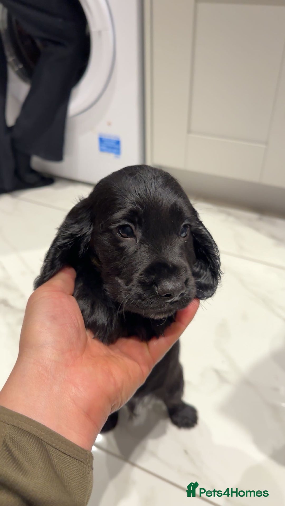 Cocker Spaniel dogs for sale: 2 beautiful working cocker spaniel boys - Advert 4