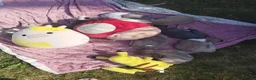 Whippet dogs for sale: Stunning coloured whippet puppies  - Advert 6