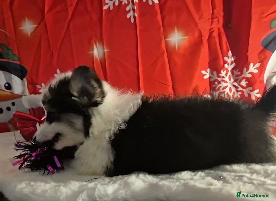 Welsh Corgi Pembroke dogs for sale: Kc reg Serbian lined bob & longtail - Advert 9