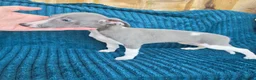 Whippet dogs for sale: 🐾 Beautiful Whippet Puppies Ready Now 🐾 - Advert 31