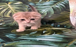 Scottish Fold cats for sale: Pedigree Scottish Fold kittens - Image 6