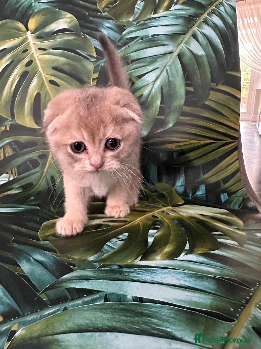 Scottish Fold cats for sale: Pedigree Scottish Fold kittens - Image 6