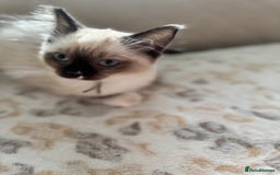 Ragdoll cats for sale: Beautiful Pedigree Ragdolls THREE LEFT  - Image 19