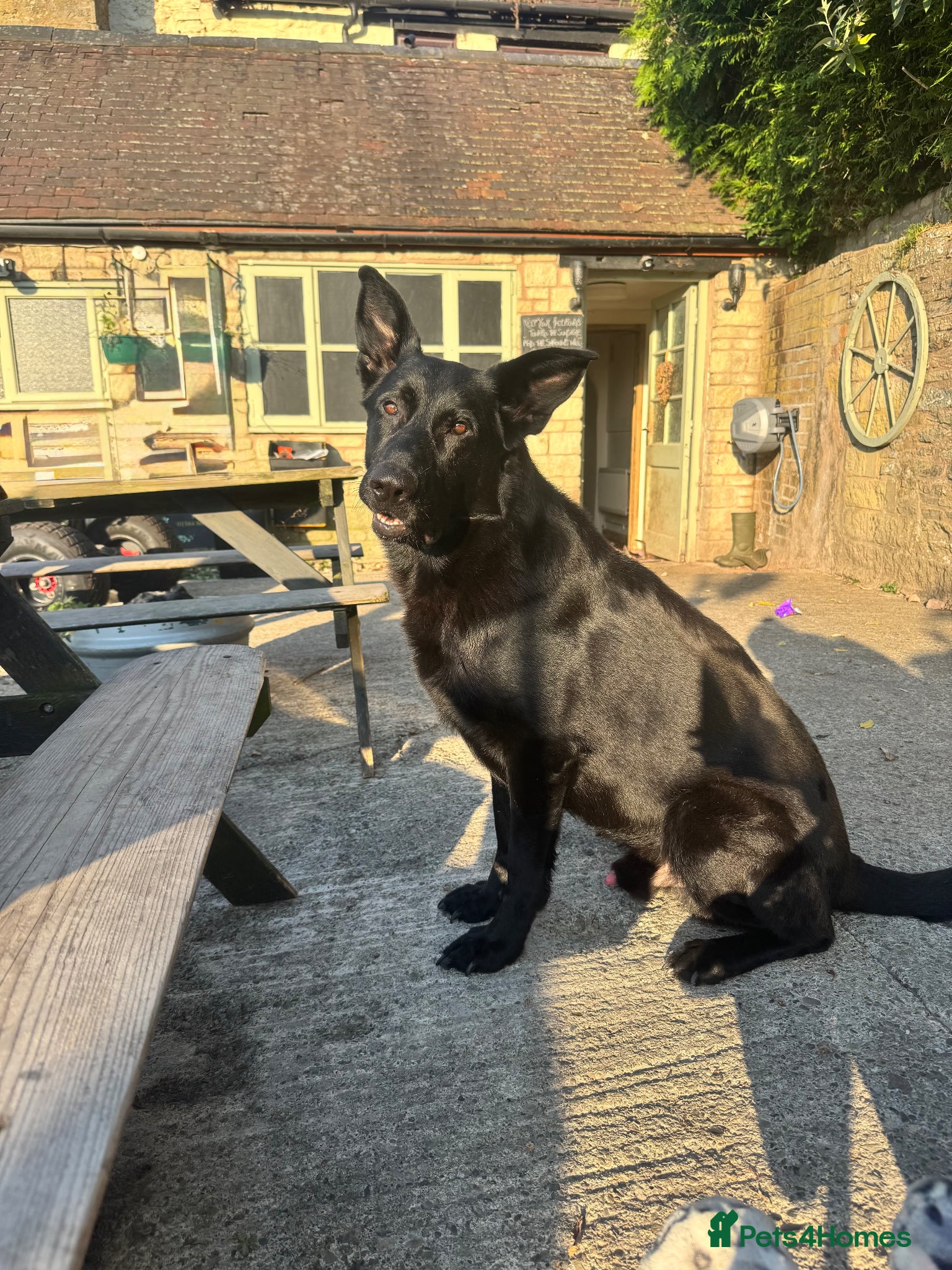 German Shepherd dogs Full KC Registered Entire Male GSD  - Advert 16