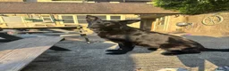 German Shepherd dogs for sale: Full KC Registered Entire Male GSD  - Advert 1