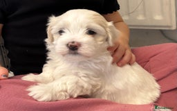 Mixed Breed dogs for sale: Maltese Cross Puppies for Sale  - Image 2
