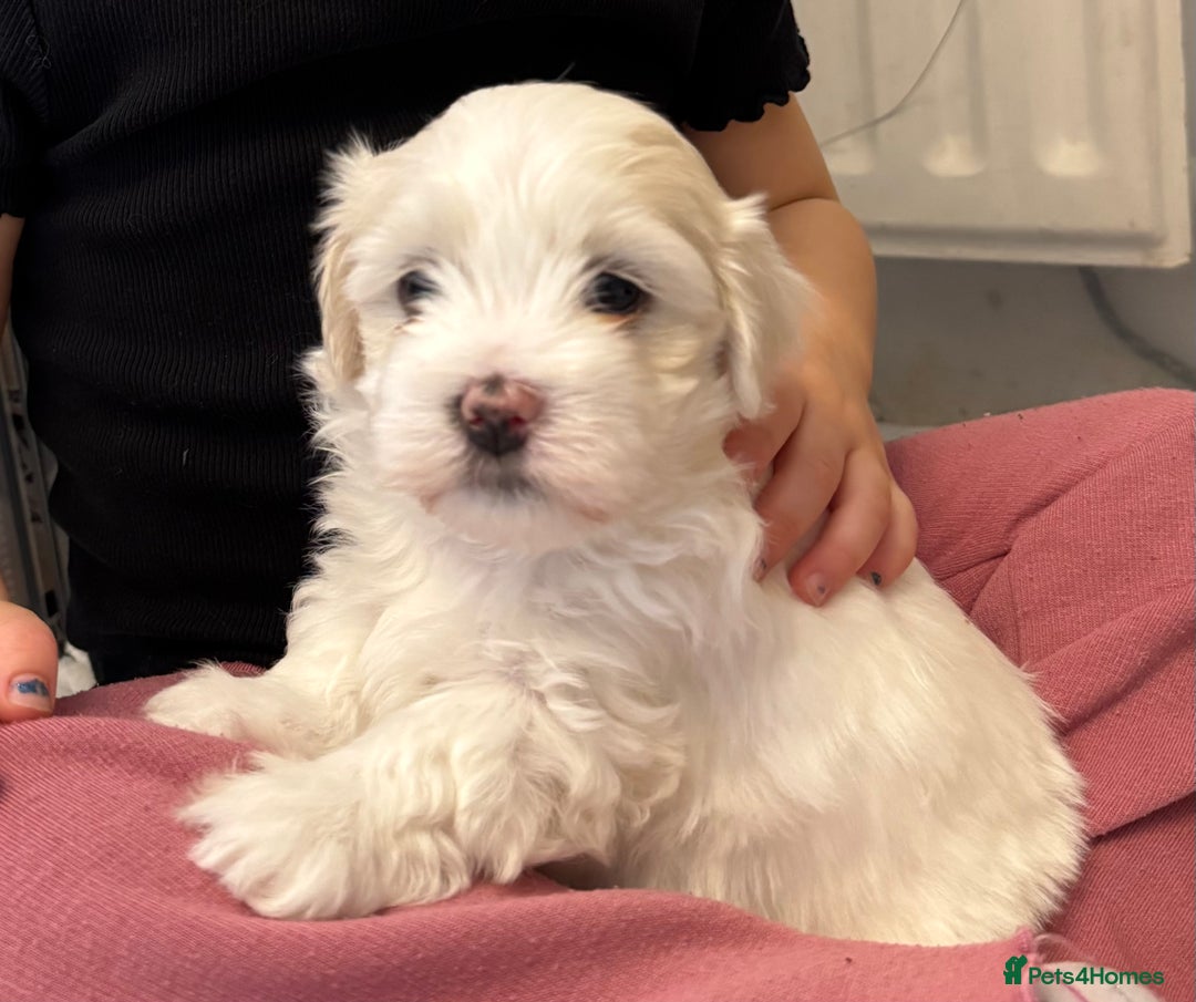 Mixed Breed dogs for sale: Maltese Cross Puppies for Sale  - Image 2