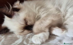 Ragdoll cats for sale: Adorable Loving blue mitted lynx - Image 31
