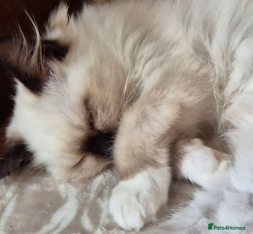 Ragdoll cats for sale: Adorable Loving blue mitted lynx - Image 31