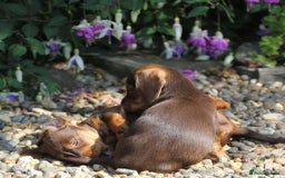 Dachshund dogs for sale: Stunning wired hair mini daxis  - Image 4