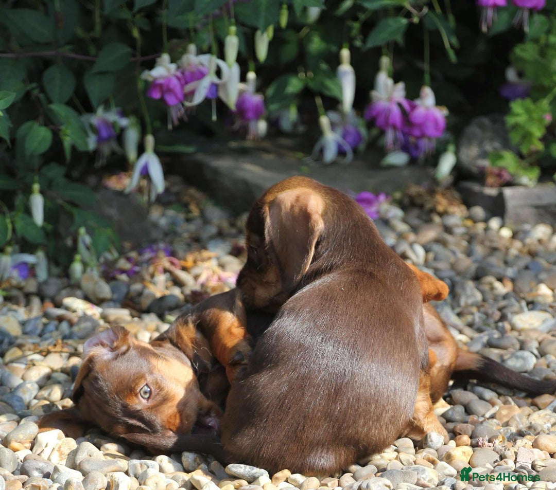 Dachshund dogs for sale: Stunning wired hair mini daxis  - Image 4