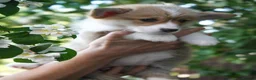 Welsh Corgi Pembroke dogs for sale: KC Registered Welsh Corgi (Pembroke) - Advert 6