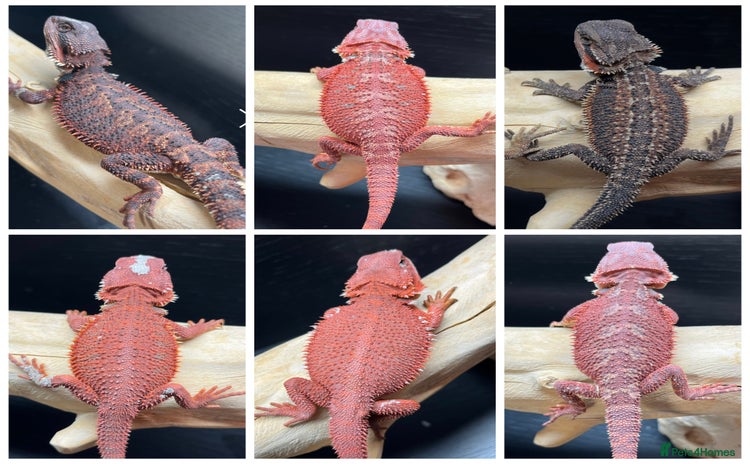 Bearded Dragon reptiles in Morecambe - Advert 1