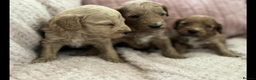 Cockapoo dogs for sale: COCKERPOO QUALITY HEALTH TESTED PUPPIES - Advert 3