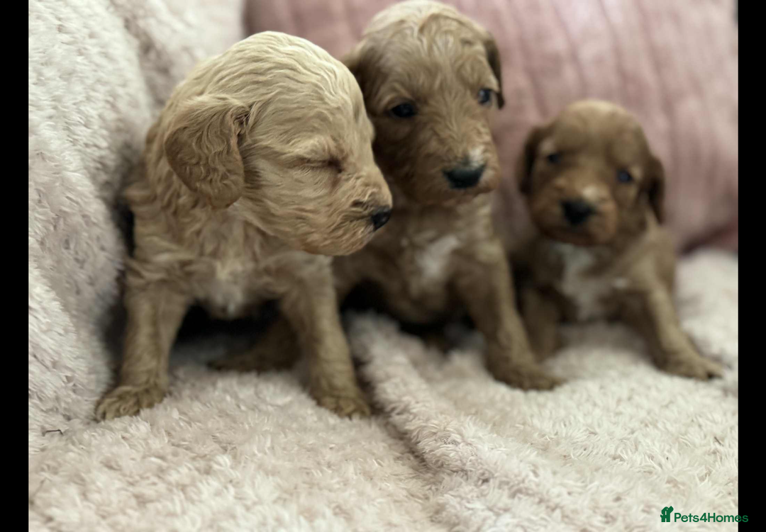 Cockapoo dogs for sale: COCKERPOO QUALITY HEALTH TESTED PUPPIES - Advert 3