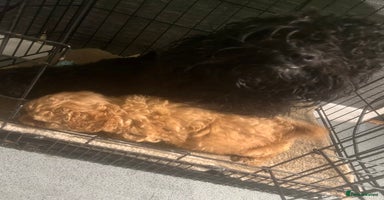 Shihpoo dogs F1B shihpoos  - Advert 12