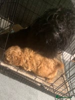 Shihpoo dogs F1B shihpoos - Advert 2