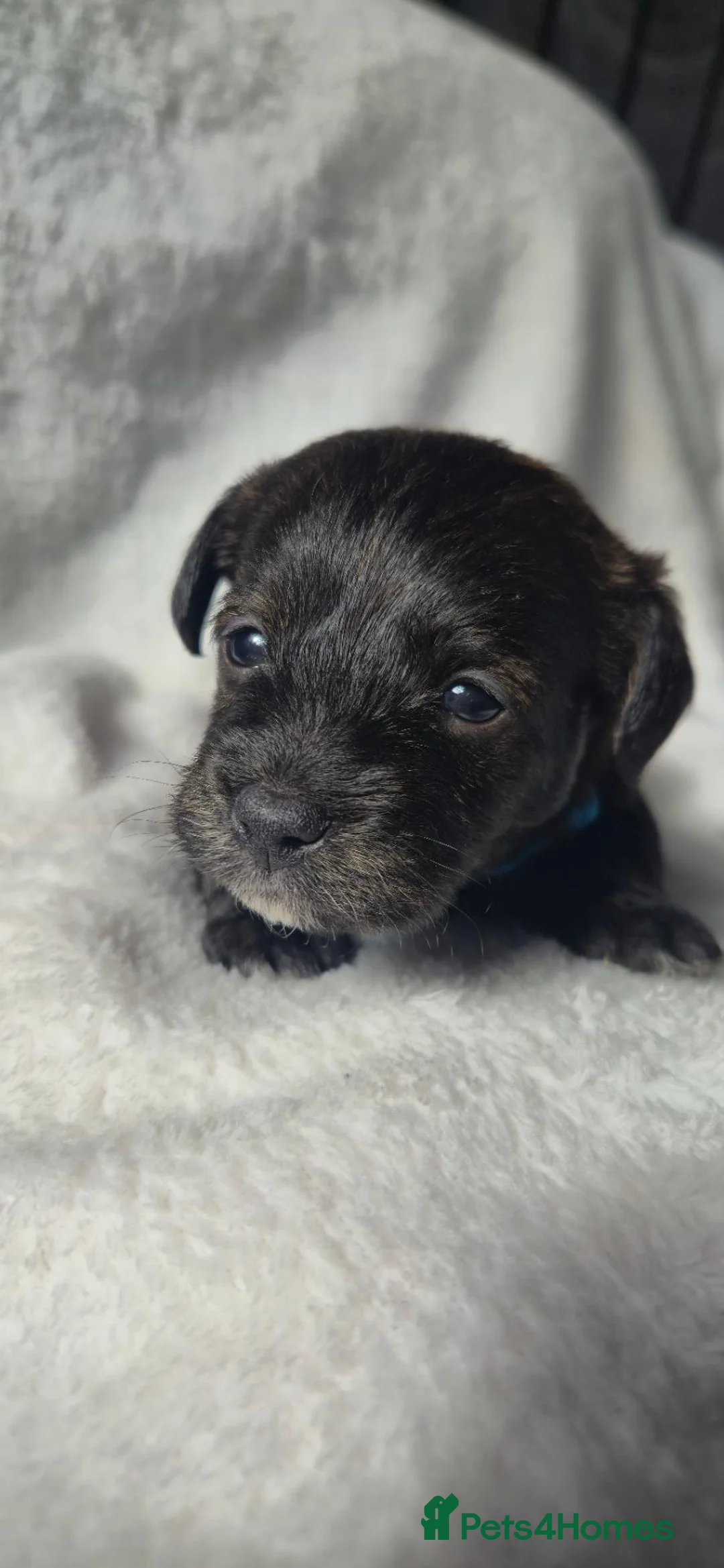 Jackapoo dogs for sale: 4 Jackpoo Puppies  - Advert 14