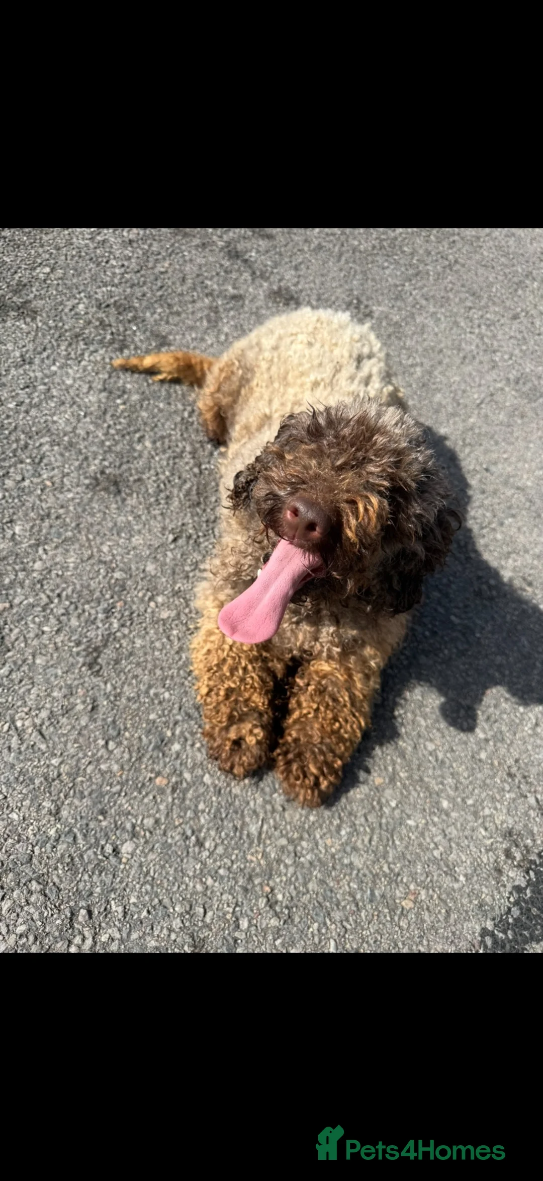 Miniature Poodle dogs for sale: Rcreg female miniature poodle  in Pontypridd - Advert 2