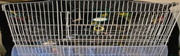 Budgerigars birds for sale: 2 Male Budgies with cage and stand in Wallasey - Advert 6