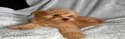 Cavapoochon dogs for sale: READY TO LEAVE NOW!! Miniature cavapoochons - Advert 5