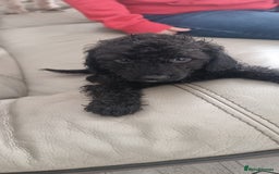 Cavapoo dogs for sale: Last pup remaining - Image 3
